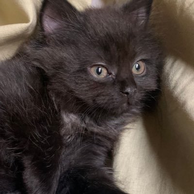 _sllde's profile picture. 