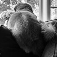 Ann Johnson (@ajohnsocyber) 's Twitter Profile