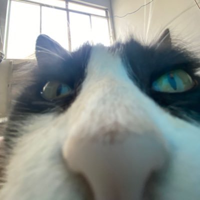 thalas_quel's profile picture. 