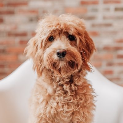 About The Goldendoodle Breed - Maple Hill Doodles - Ohio
