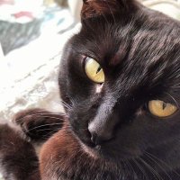 Trish Forsman (@forsmantrish) 's Twitter Profile Photo Trish Forsman (@forsmantrish) 's Twitter Profile Photo