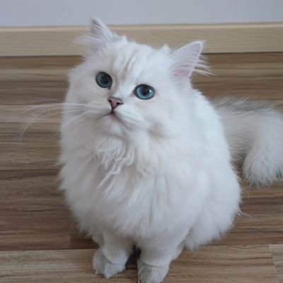 Ankh1uさんのプロフィール画像