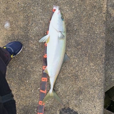 DaiCE5683's profile picture. 飲ませデビュー！