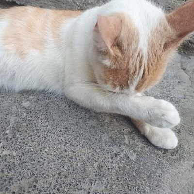 Alexand52438901's profile picture. 