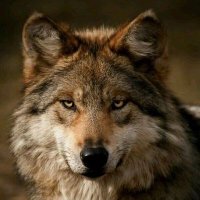 Cesar🇲🇽🇮🇱🇺🇦 (@cesar34748619) 's Twitter Profile