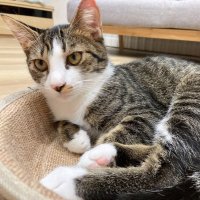 景虎🐱@迷い猫探しています(@kagetorakun828) 's Twitter Profile Photo