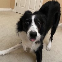 ChrisCB (@chrisc2879) 's Twitter Profile