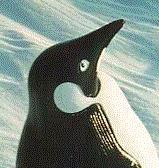 penguinisgo's profile picture. The world's most famous & well-traveled Penguin! 30 years & 40 countries so far & has posed with people ranging from Paul Stanley to Sir Edmund Hillary.