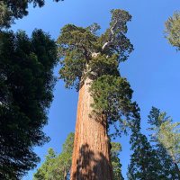 A Giant Sequoia(@TheSierraTree) 's Twitter Profile Photo