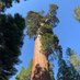 A Giant Sequoia (@TheSierraTree) Twitter profile photo