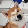 sana2595's profile picture. 2022.5.14日兵庫県生まれ 赤茶の柴犬 ししまる♂️。 念願の柴犬ライフ始めました。ししまるの日々の気まぐれな記録です。よろしくお願いします。 無言フォロー、いいね、大歓迎😁 無言フォロー、いいね、お許しください🙇