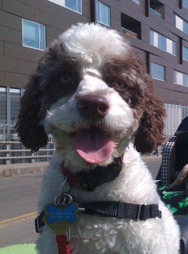 LeoTheCockapoo's profile picture. 