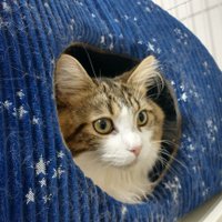 あお♂猫3歳🐱FIP治療中💊 (@reoaonoinoi) 's Twitter Profile Photo あお♂猫3歳🐱FIP治療中💊 (@reoaonoinoi) 's Twitter Profile Photo