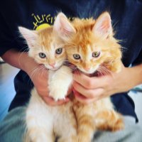 ふわねこちゃとら 🐈テオとルカ🐈 (@fuwanekocyatora) 's Twitter Profile