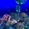 kabukuwa2022's profile picture. 小学生育児中、水の生物とカブクワ飼育中、捨て活中のＷＭ。ポケモンGOや天然石、観葉植物などコレクションしてます。アカウント引継ぎに失敗したのでリセットしました。またフォローさせてください。