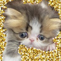 翠🐈️エキゾチックショートヘア (@yokunerusui) 's Twitter Profile
