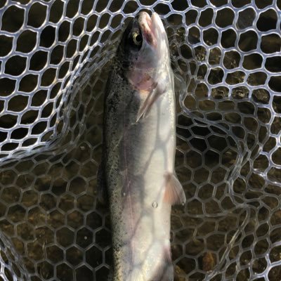 mokb_trout's profile picture. エリアトラウト初心者。嫁には内緒でコソコソやってます。ヴァルケイン大好き。ラーメン好き。