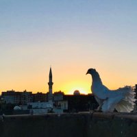 eyüp🩺 (@hemsire3312) 's Twitter Profile Photo eyüp🩺 (@hemsire3312) 's Twitter Profile Photo
