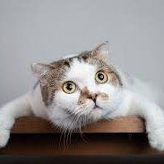 GooningCat (@thegooningcat) 's Twitter Profile Photo GooningCat (@thegooningcat) 's Twitter Profile Photo