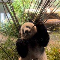 パンダちゃんねる_pandachannel (@_pandachannel) 's Twitter Profile