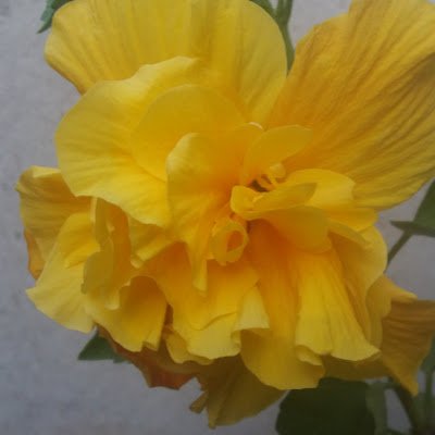 ANNMARYQSAEZ1's profile picture. 