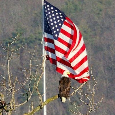 Ella62514165's profile picture. Patriot and MAGA. Love our 45th President and 47th President..GO TRUMP 🇺🇲🇮🇹