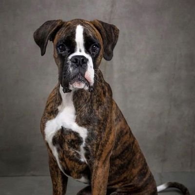 Follow our community if you are #boxer lovers..
This page are dedicated #boxer lovers and owners