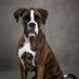 Lovely Boxer (@lovelyboxer4) Twitter profile photo Lovely Boxer (@lovelyboxer4) Twitter profile photo