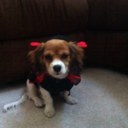 phoebe carr - @pborromeocarr - Twitter