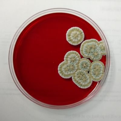 Animalcules Profile