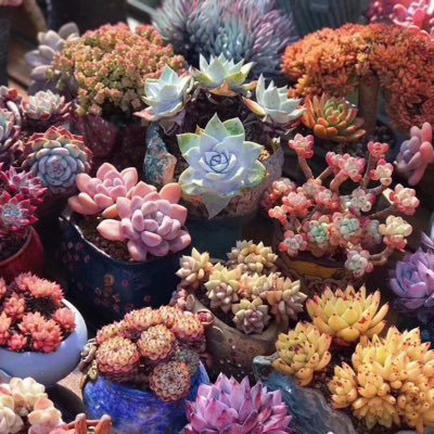 KoreaSucculent's profile picture. Living in South Korea 🇰🇷               Wholesale and retail succulent plants                        Looking for friends who love succulent plants🌍