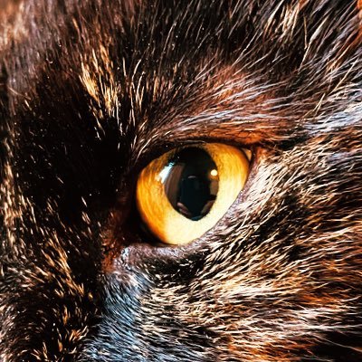 eye_of_a_cat Profile Picture