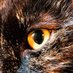 Cat (gone to b-sky) (@eye_of_a_cat) Twitter profile photo Cat (gone to b-sky) (@eye_of_a_cat) Twitter profile photo