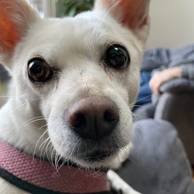 84 year old Grandma of 9, married to best Friend for 64 years. Want a better world for my Sons and Grandchildren. Dog Mom , adopt don’t shop! NO DMs