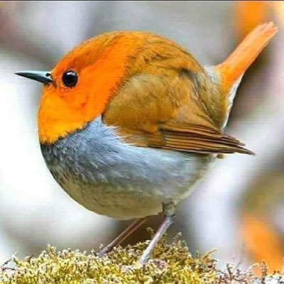 ignor_amous's profile picture. 52 and tirrrred