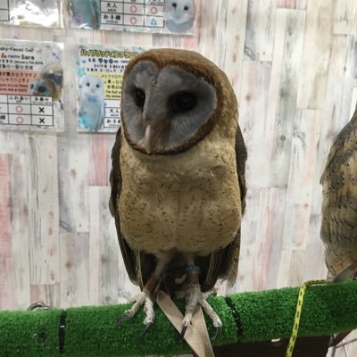 yy44proval's profile picture. 今更ながらヴァルへイムにハマっている。PCゲーム初心者。