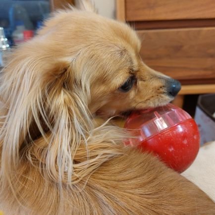 radomi_0611's profile picture. 天然木の家具や雑貨、カリンバ、ワンコが大好きです🌳🐶
マグカップ収集とstaub鍋、ガラスペン、インクにもハマってます。