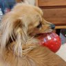 radomi_0611's profile picture. 天然木の家具や雑貨、カリンバ、ワンコが大好きです🌳🐶
マグカップ収集とstaub鍋、ガラスペン、インクにもハマってます。