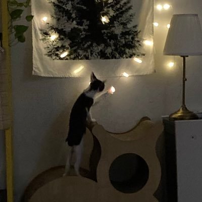 inichaego's profile picture. 