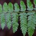 Dryopteris Guanchica (@dguanchica) Twitter profile photo Dryopteris Guanchica (@dguanchica) Twitter profile photo