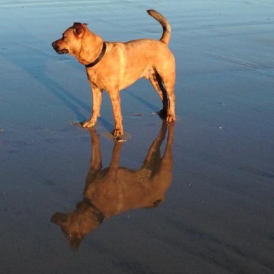 domc39's profile picture. 