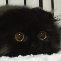 WinKat (@winkat_) 's Twitter Profile