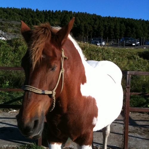 gorisan32's profile picture. 