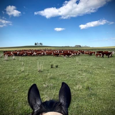 Guillebvila's profile picture. 