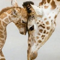 jaime gelabert (@jaimegelabert4) 's Twitter Profile