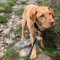 LizzieB (@lizbarrie2) 's Twitter Profile