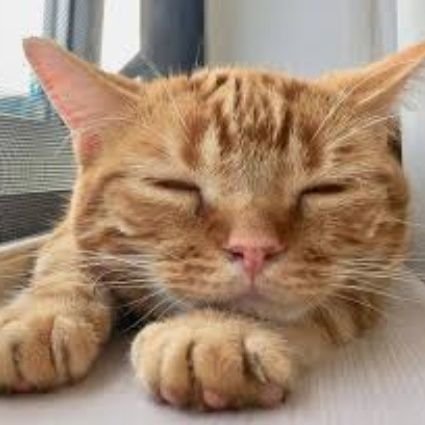 ミミとトラが教えてくれた大切なことを忘れない🐱🍀
動物虐待反対。

動物たちが幸せに暮らせますように🙏🍀*゜