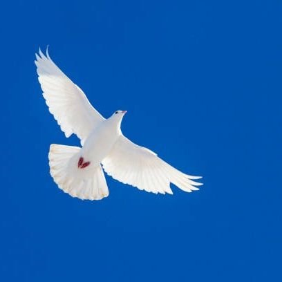 NotSmokJ's profile picture. I STAND WITH ISRAEL.