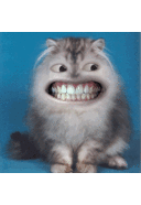 Janice Kruger - @janice_kruger - Twitter