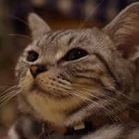 すずきβ (@caterhamfun) 's Twitter Profile
